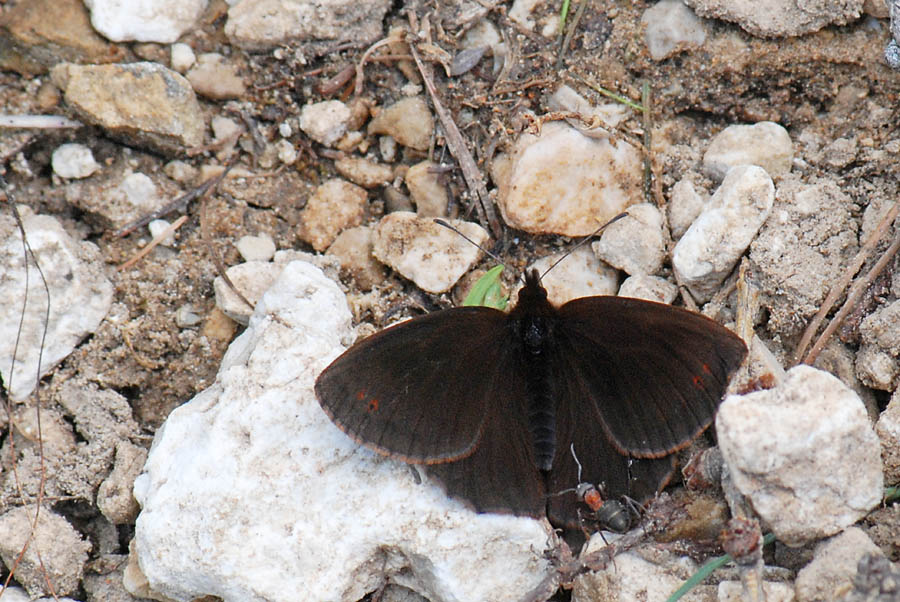 Erebia da identificare - Erebia pronoe